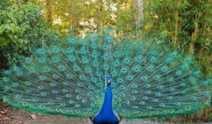 Unique Peacock Captions