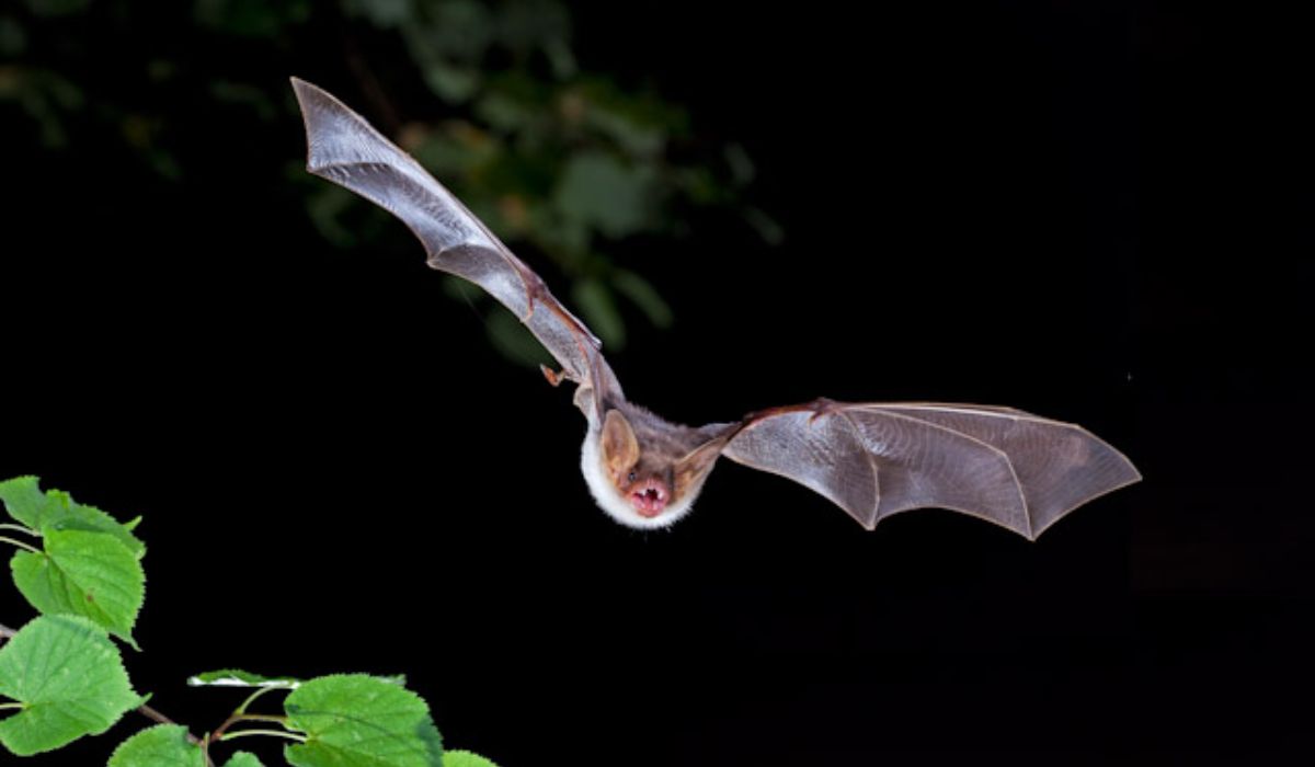 Bat Puns That Will Drive You Batty