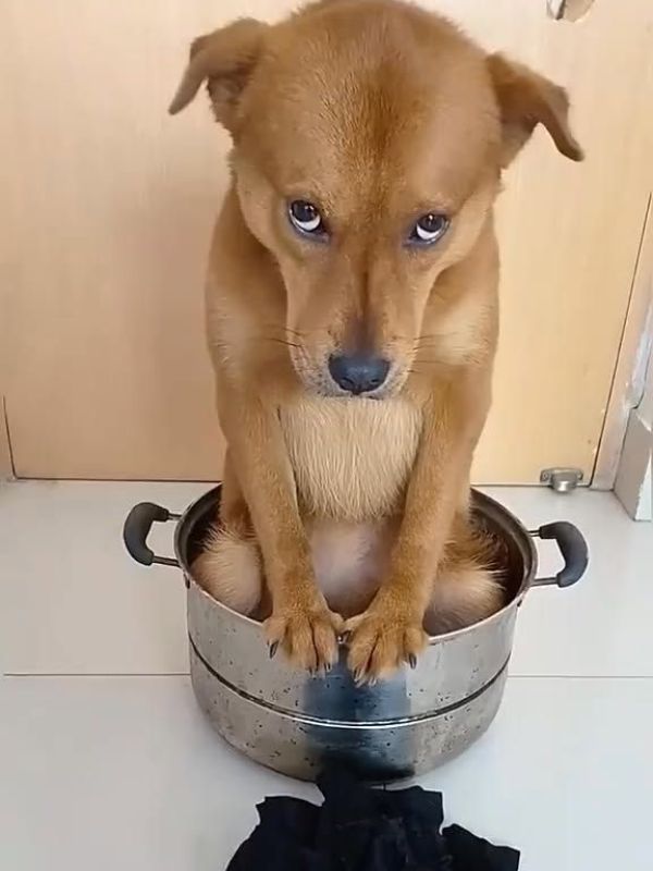 Animal Butt Jokes That Will Make You LOL